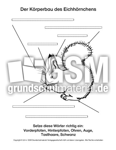 AB-Eichhörnchen-Der-Körperbau.pdf